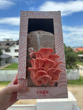 Carregar imagem no visualizador da galeria, Kit de Cultivo Ostra Salmão