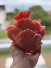 Carregar imagem no visualizador da galeria, Kit de Cultivo Ostra Salmão