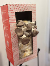 Carregar imagem no visualizador da galeria, Kit de Cultivo Shimeji Preto