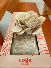 Carregar imagem no visualizador da galeria, Kit de Cultivo Ostra Shimeji Cinza