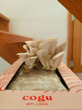 Carregar imagem no visualizador da galeria, Kit de Cultivo Ostra Shimeji Cinza