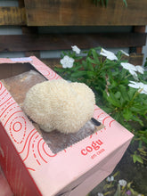 Carregar imagem no visualizador da galeria, Kit de Cultivo Lion's Mane (Juba de Leão)