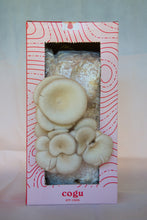 Carregar imagem no visualizador da galeria, Kit de Cultivo Ostra Shimeji Cinza