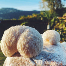 Carregar imagem no visualizador da galeria, Kit de Cultivo Lion's Mane (Juba de Leão)