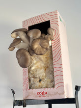 Carregar imagem no visualizador da galeria, Kit de Cultivo Shimeji Preto
