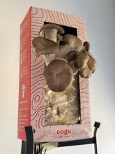 Carregar imagem no visualizador da galeria, Kit de Cultivo Shimeji Preto
