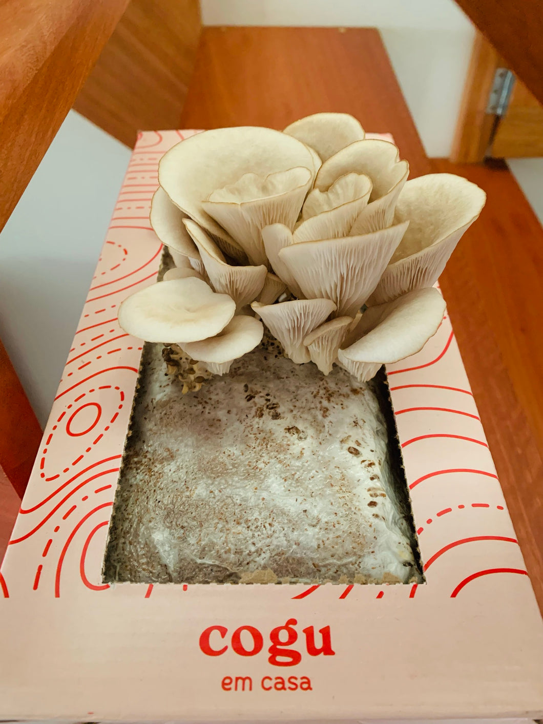 Kit de Cultivo Ostra Shimeji Cinza